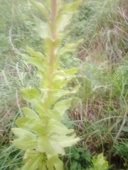 Helichrysum foetidum
