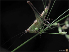 Conocephalus maculatus