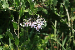 Solanum africanum