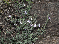 Jamesbrittenia pristisepala