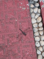 Bradinopyga geminata