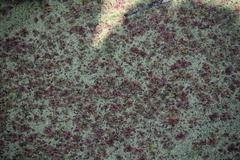 Azolla filiculoides