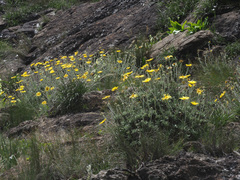 Berkheya rosulata