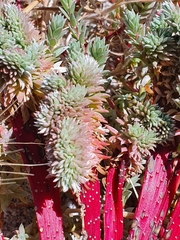 Chenolea diffusa