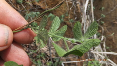 Dalechampia capensis