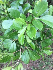 Rhoicissus tridentata