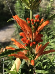 Leonotis leonurus