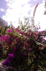 Bougainvillea