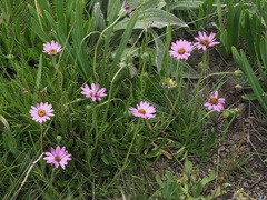 Dimorphotheca jucunda