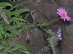 Dimorphotheca jucunda