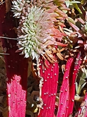 Chenolea diffusa