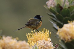 Anthobaphes violacea