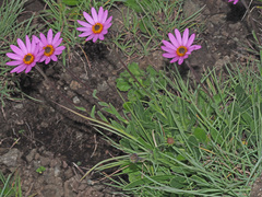 Dimorphotheca jucunda
