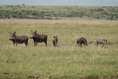 Phacochoerus africanus massaicus