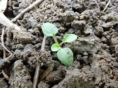 Viola arvensis