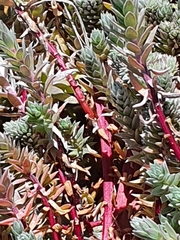 Chenolea diffusa