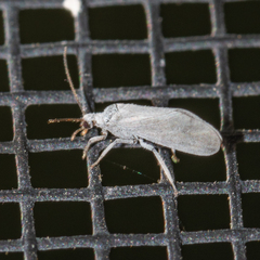 Coniopteryginae