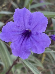 Ruellia simplex