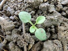 Viola arvensis