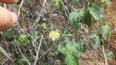 Dalechampia capensis