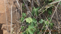 Dalechampia capensis