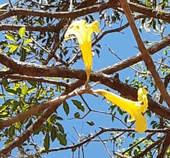 Handroanthus