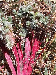 Chenolea diffusa