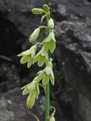Ornithogalum regale