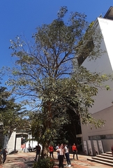 Handroanthus