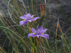 Moraea alpina