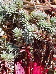 Chenolea diffusa