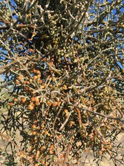 Phoradendron californicum