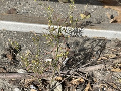 Erigeron canadensis