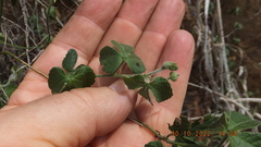 Dalechampia capensis