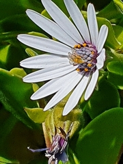 Dimorphotheca fruticosa