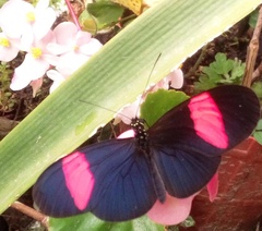 Heliconius