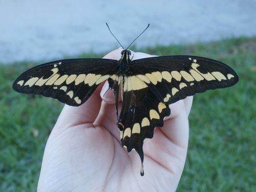 Western Giant Swallowtail photo 6