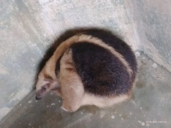Tamandua