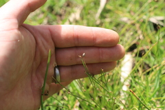 Isolepis cernua