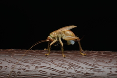 Gryllacrididae