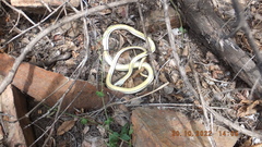 Psammophis subtaeniatus