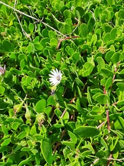 Dimorphotheca fruticosa