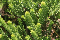Morella cordifolia