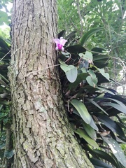 Cattleya