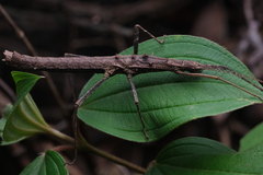 Neohirasea hongkongensis