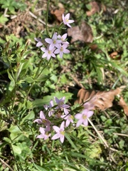 Centaurium pulchellum