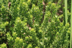 Morella cordifolia