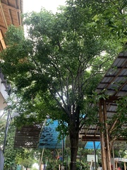 Melicoccus bijugatus