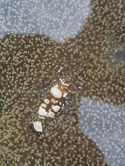 Ancylocaris brevicarpalis