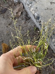 Eragrostis minor